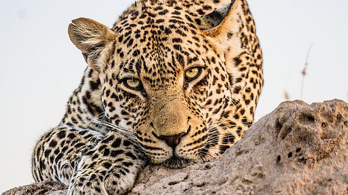 El juego de tronos de los leopardos - Agitación