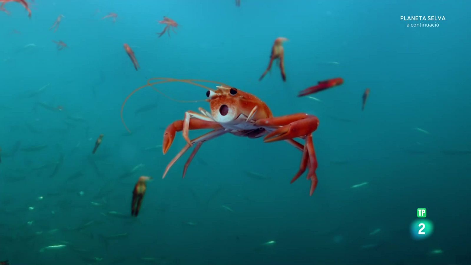 Infiltrats a l'oceà: Episodi 3. Relacions - Grans documentals - Som Documentals | Veure documental