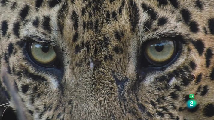 Som Documentals - El joc de trons dels lleopards: Episodi 2. Inquietud