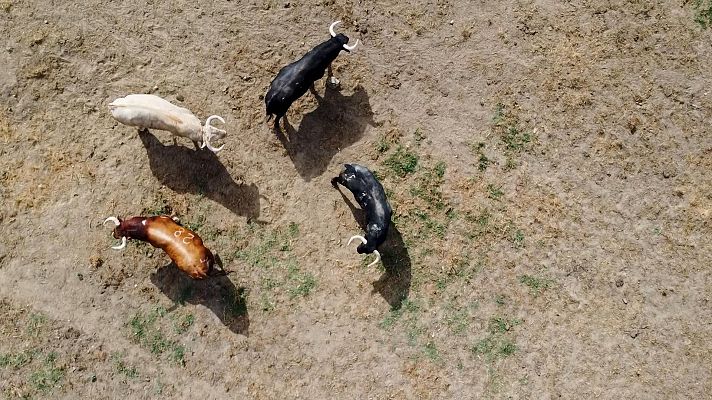 Tendido cero - Tendido Cero - 05/07/25
