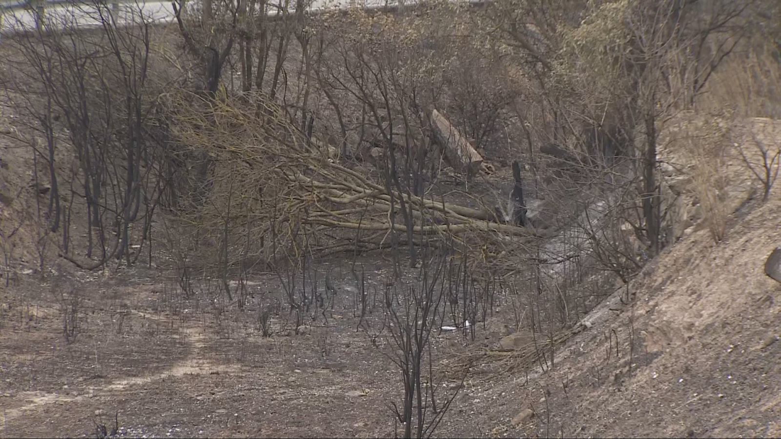 Els pagesos demanen canvis en la gestió forestal