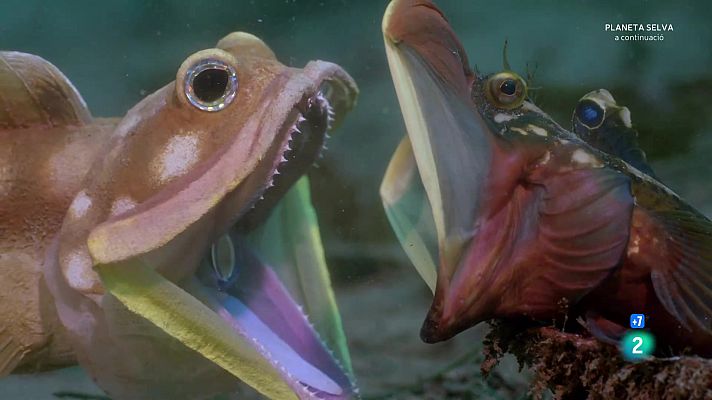 Som Documentals - Infiltrats a l'oceà: Episodi 4. Problemes