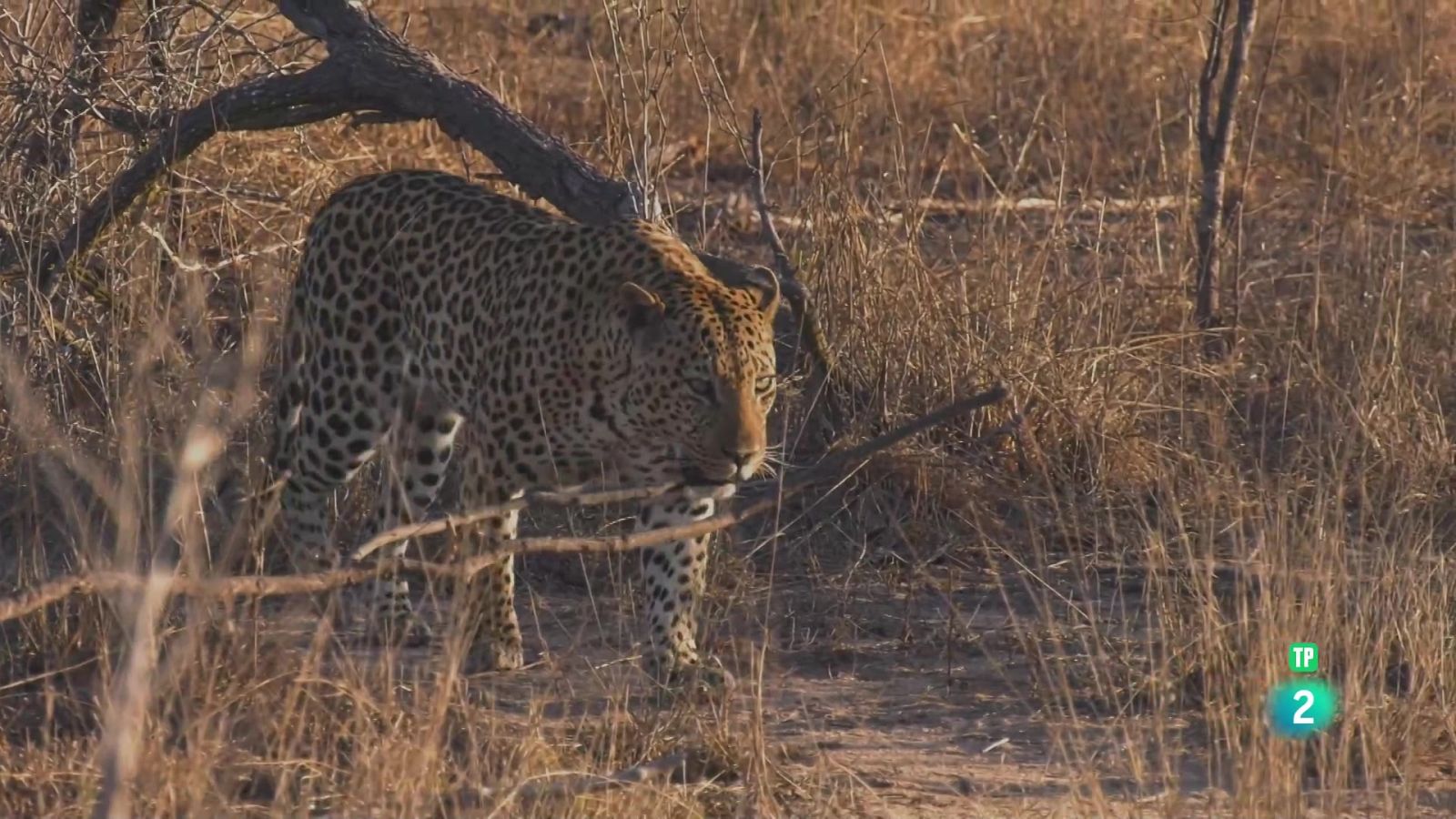 El joc de trons dels lleopards: Victòria - Grans Documental - Som Documentals | Veure documental