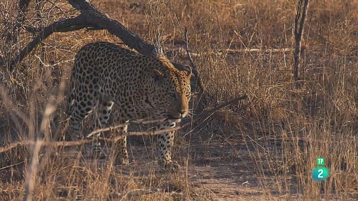 Som Documentals - El joc de trons dels lleopards: Episodi 3. Victòria