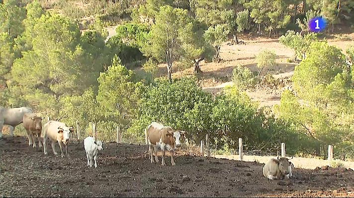 L'Informatiu - Catalunya reclama fer front al repte de la gestió dels boscos