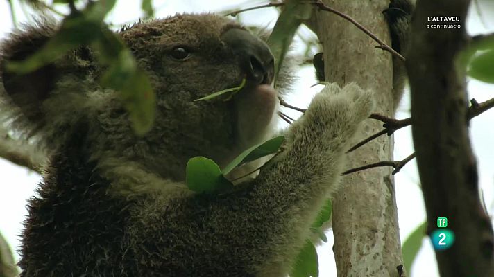 Som Documentals - Una jungla d'aromes. Austràlia