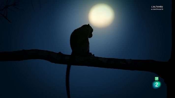 Som Documentals - Les selves de la lluna. Els manglars