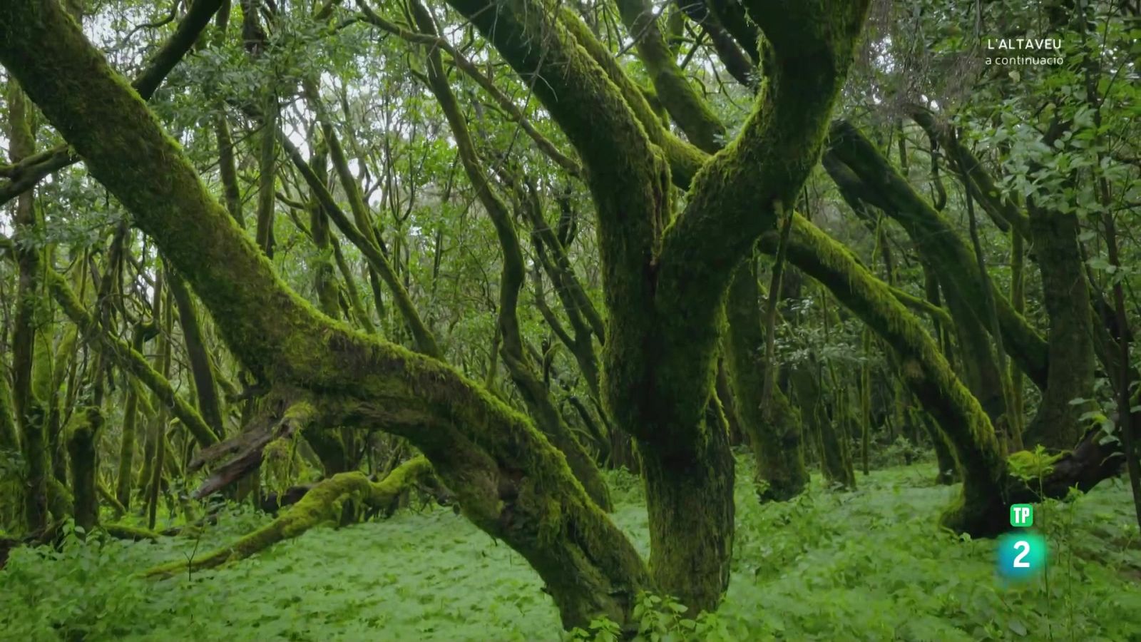 Selves al mar. Laurisilva de Canàries - Planeta selva - Som Documentals | Veure documental