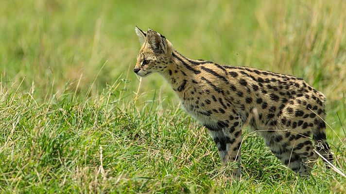 Somos documentales - El club de la lucha de la naturaleza. La lucha por la vida - Somos Documentales | Ver documental