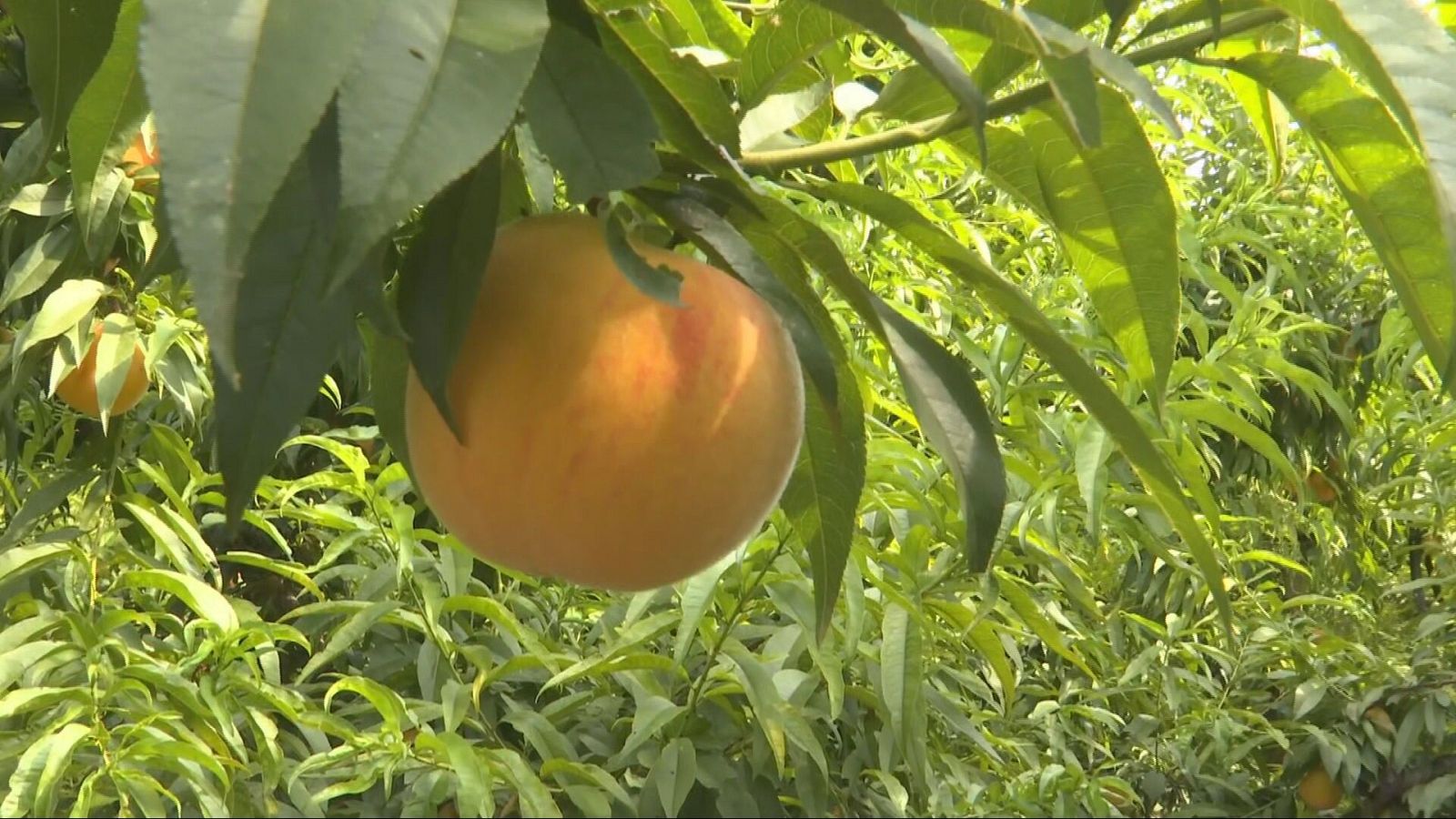 Agrosfera - 12/07/25 - Agrosfera | Ver