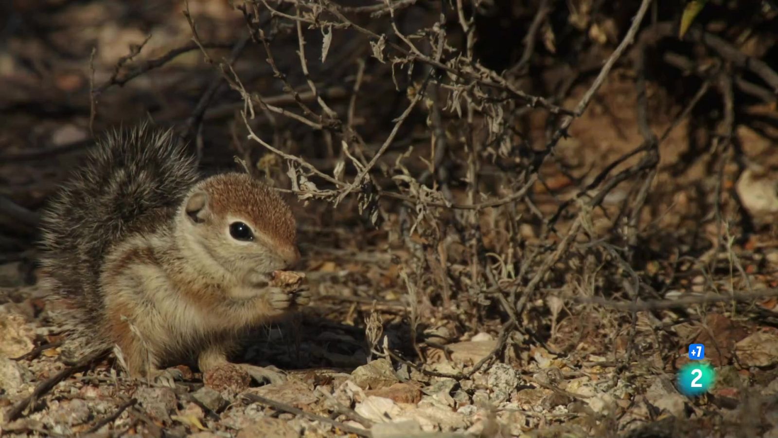 El club de la lluita per la natura - Grans documentals - Som Documentals | Veure documental