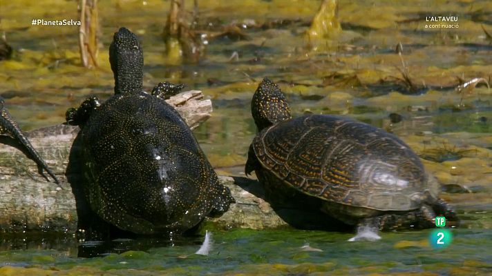 Som Documentals - Boscos de ribera, Danubi