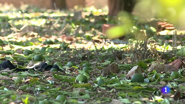 L'informatiu - Comunitat Valenciana - L'Informatiu Comunitat Valenciana 2 - 14/07/25