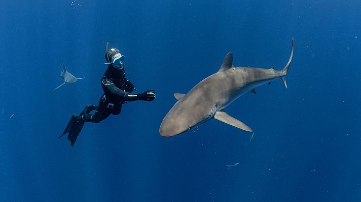 Tiburones de cerca - Episodio 1