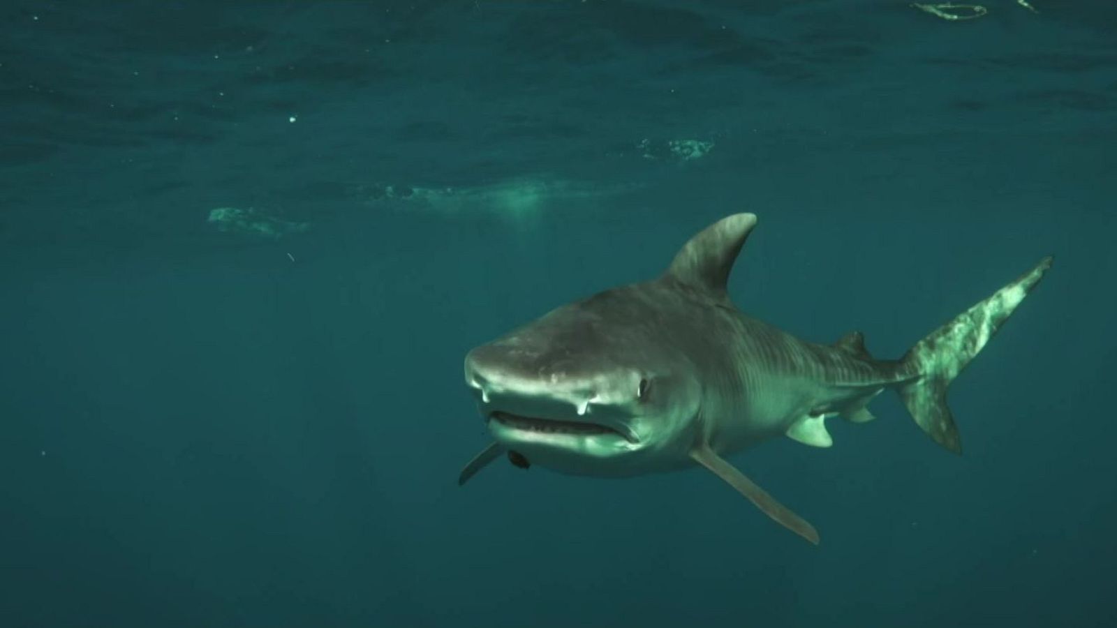 Per amor als taurons: Episodi 1 - Grans documentals - Som Documentals | Veure documental