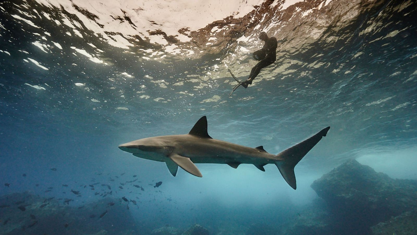 Tibuones de cerca - Episodio 2 - Tiburones de cerca | Ver