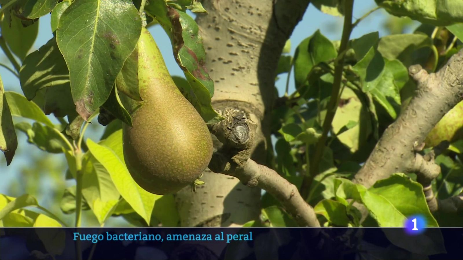 Telerioja en 2 - 16-07-2025 - Ver ahora | Ver