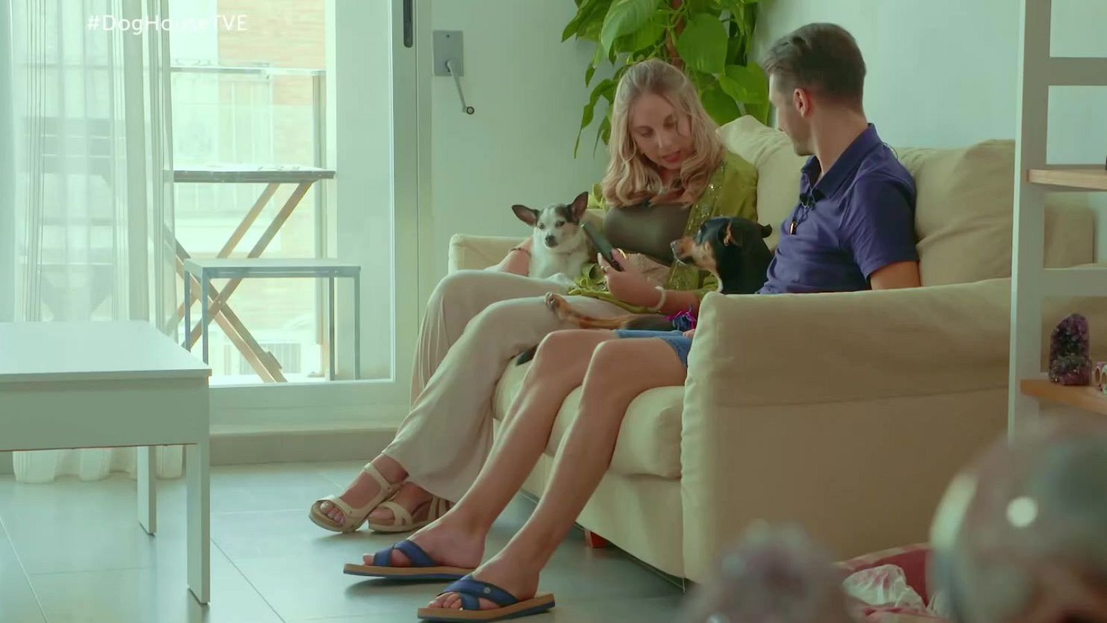 Dog House: Jonathan y Ariadna buscan un compi para Chiqui - Dog House | Ver