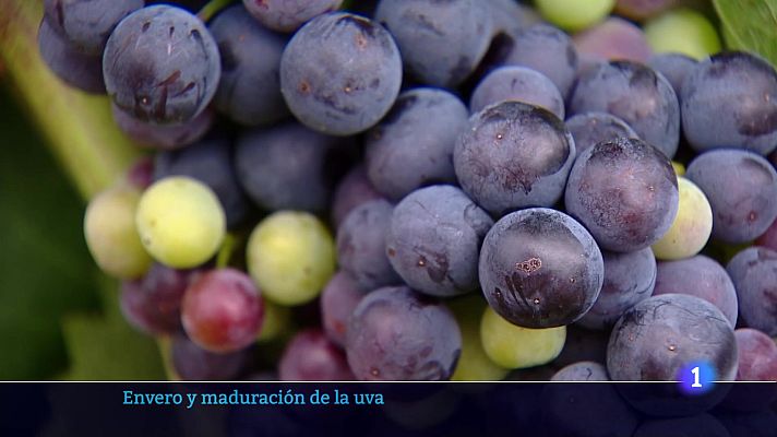 Informativo Telerioja - Informativo Telerioja 17-07-2025 Ver ahora