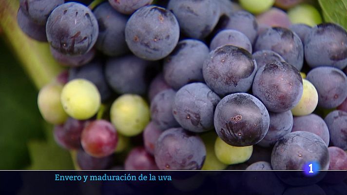 Informativo Telerioja - Informativo Telerioja 2 - 17-07-2025