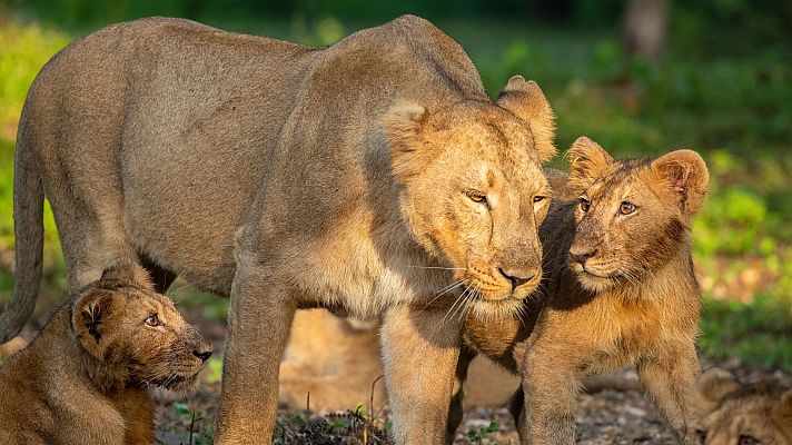 Grandes documentales - Leones en la India