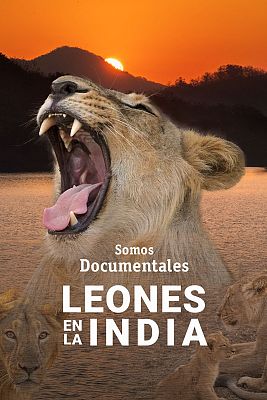 Grandes documentales - Leones en la India