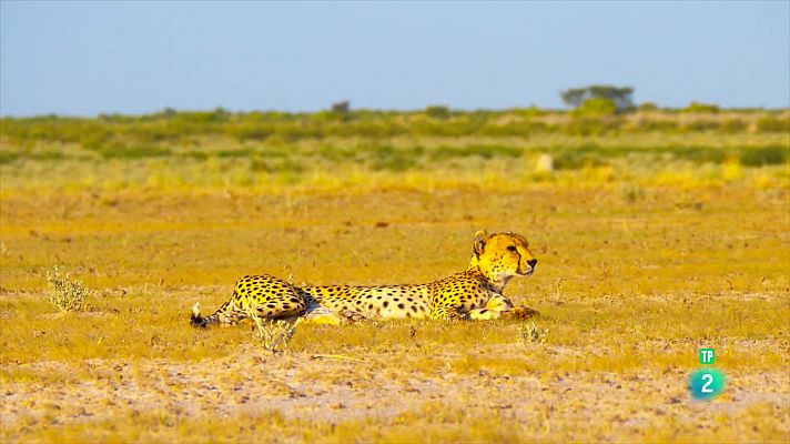 Som Documentals - Els regnes del Sol