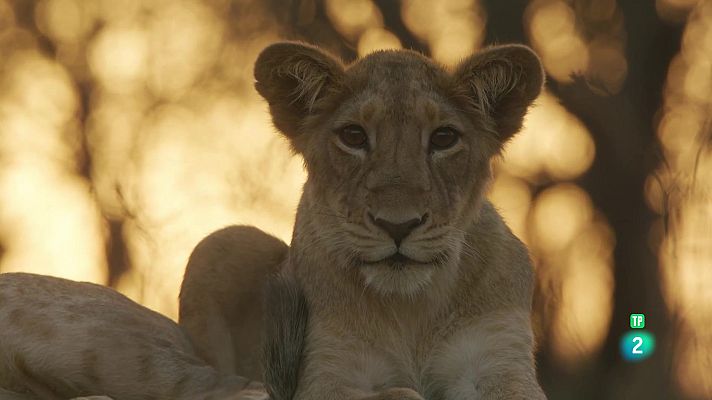 Som Documentals - Lleons de l'Índia
