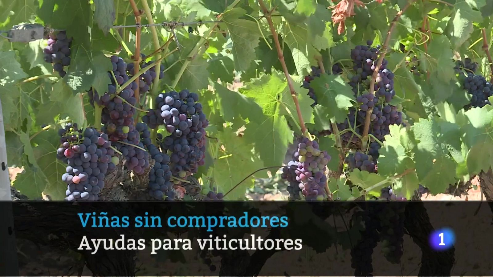 Telerioja en 2 - 18-07-2025 - Ver ahora | Ver