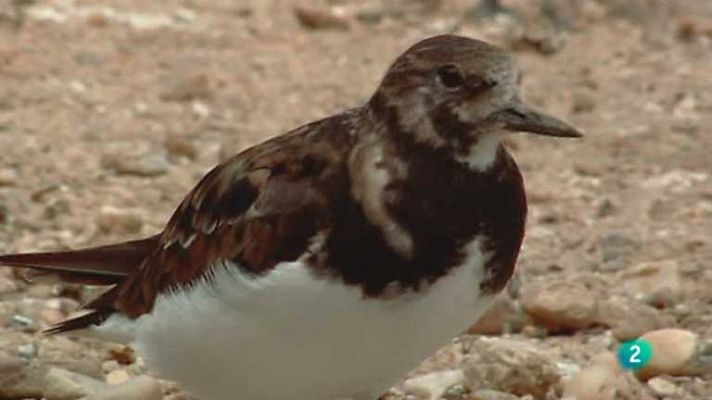 Biodiario - Biodiario - 16/01/13