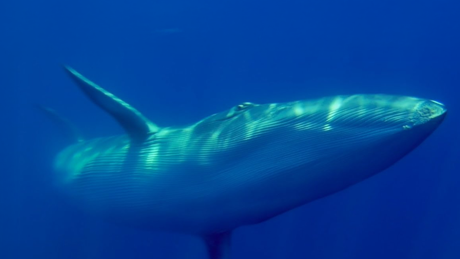 L'Informatiu de la Comunitat Valenciana 1 - 21/07/25 | Ver