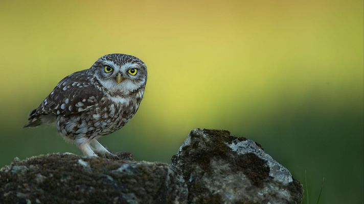 Telediario 1 - Un centro que ayuda a la fauna salvaje: acogen a cerca de 7000 animales al año
