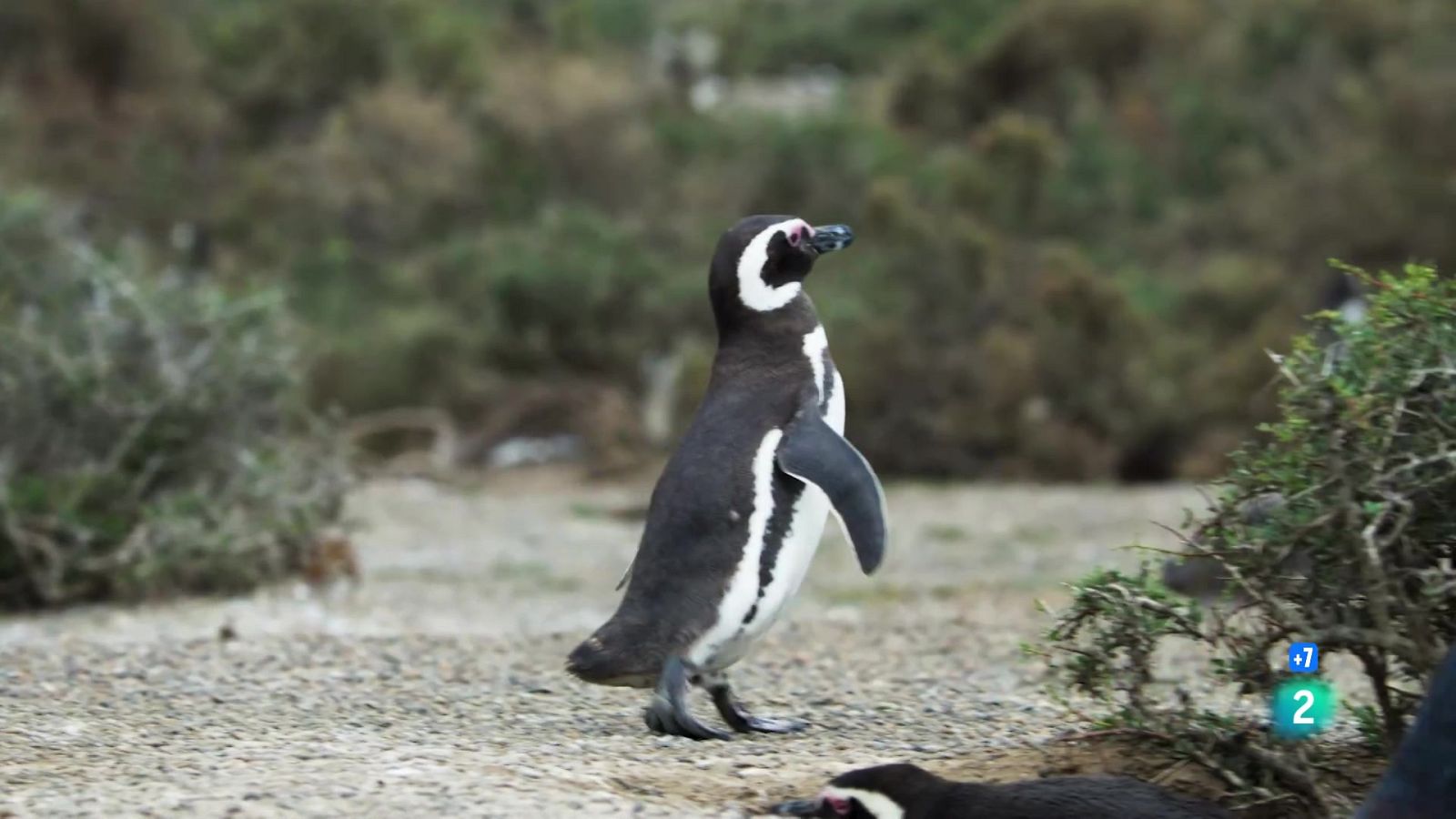 Migracions animals èpiques: La Patagonia - Grans documentals - Som Documentals | Veure documental