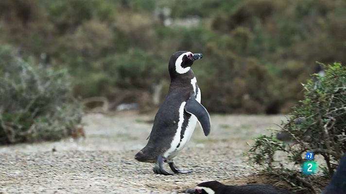 Som Documentals - Migracions animals èpiques: La Patagonia