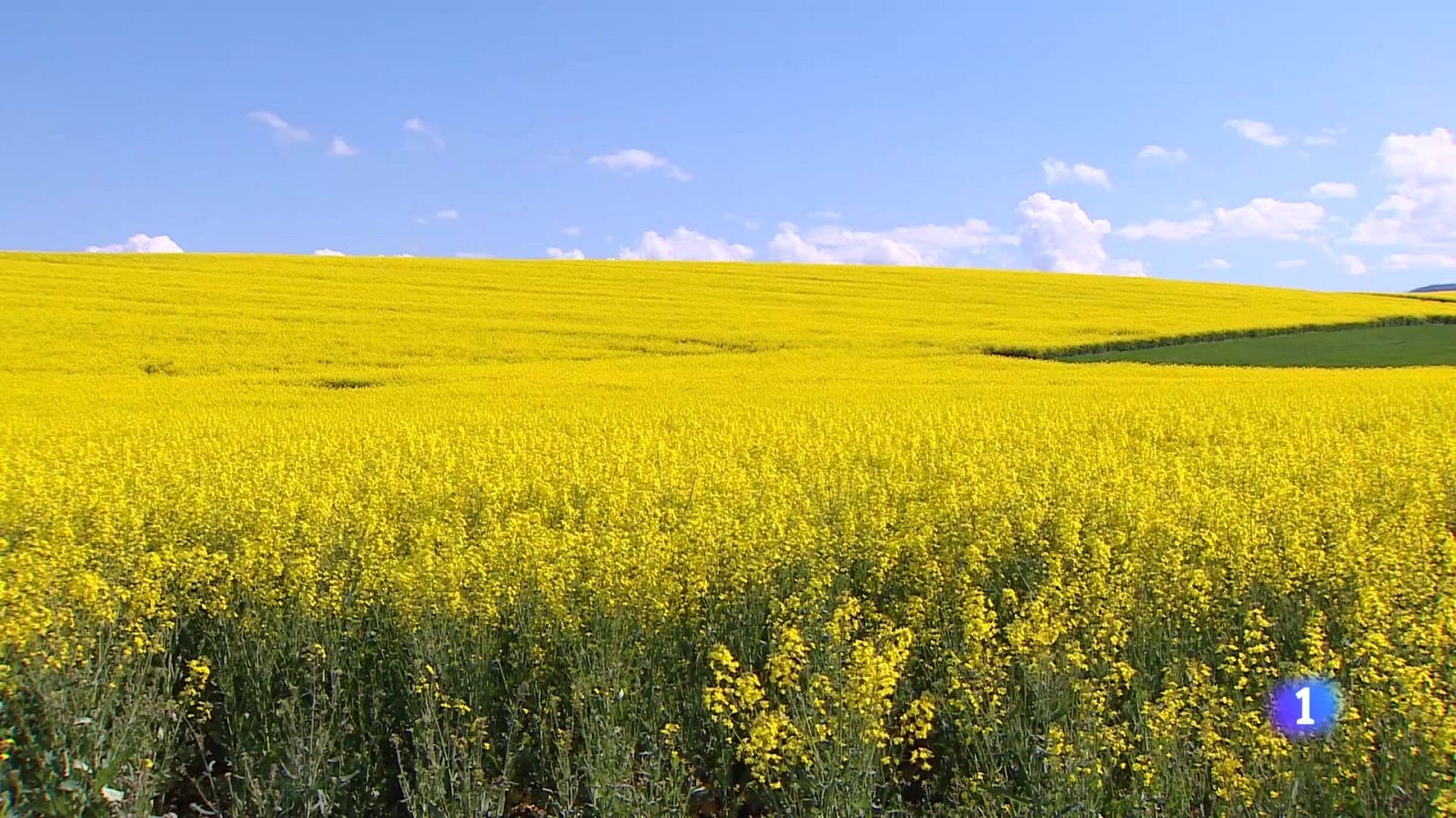 Telerioja en 2 - 22-07-2025 - Ver ahora | Ver