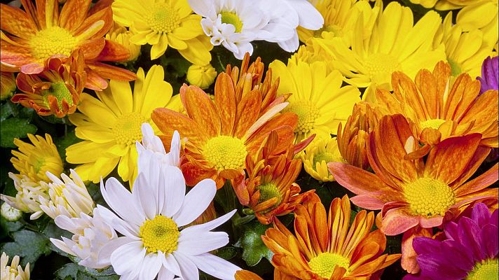 Somos documentales - Los colores de la naturaleza - Somos Documentales | Ver documental