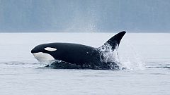 Ataques de Orcas en las costas vascas