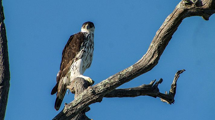 Somos documentales - Los titanes de los ríos africanos - Somos Documentales | Ver documental