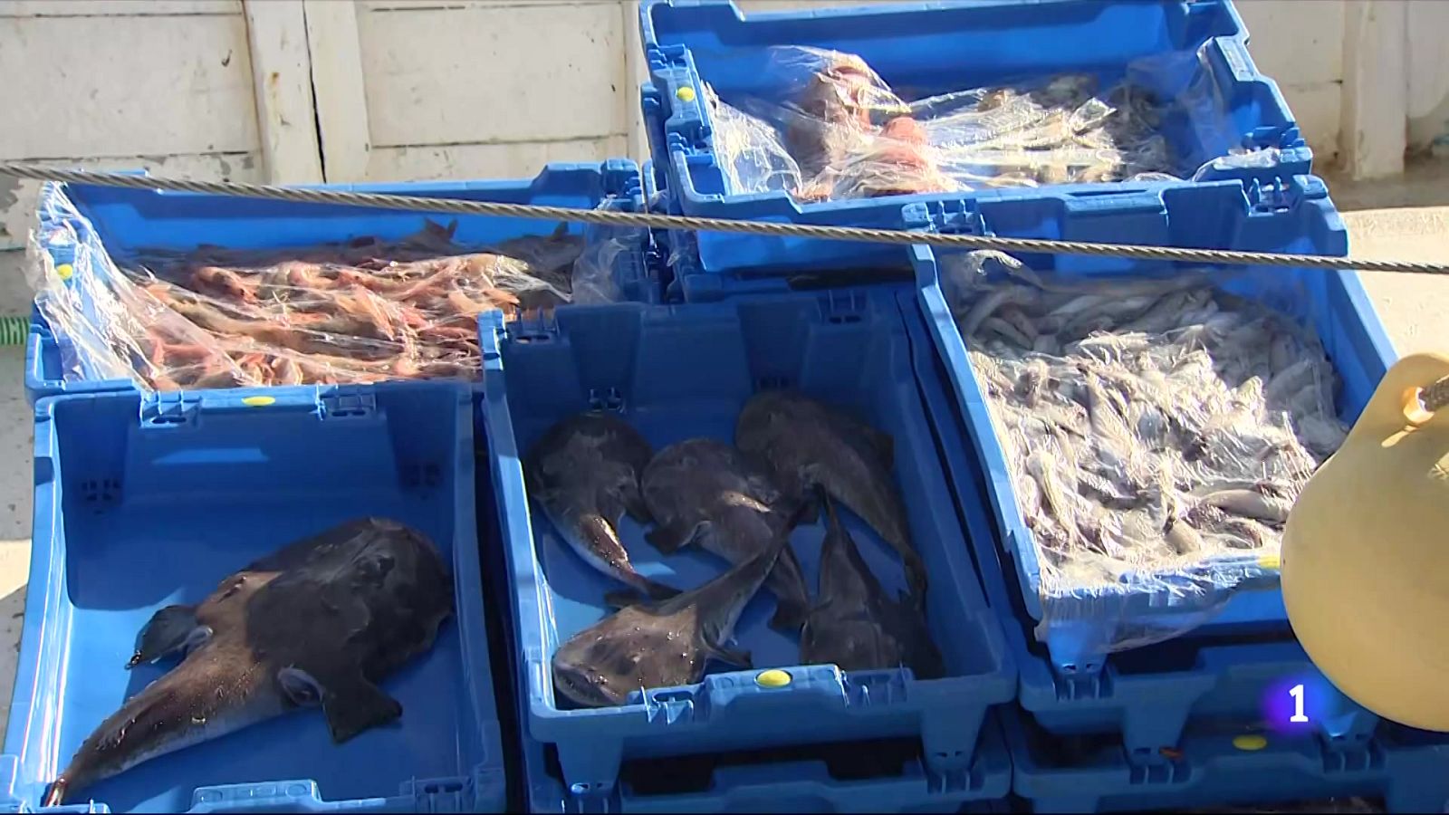 Els pescadors catalans, a prop d'esgotar els dies permesos per sortir al mar