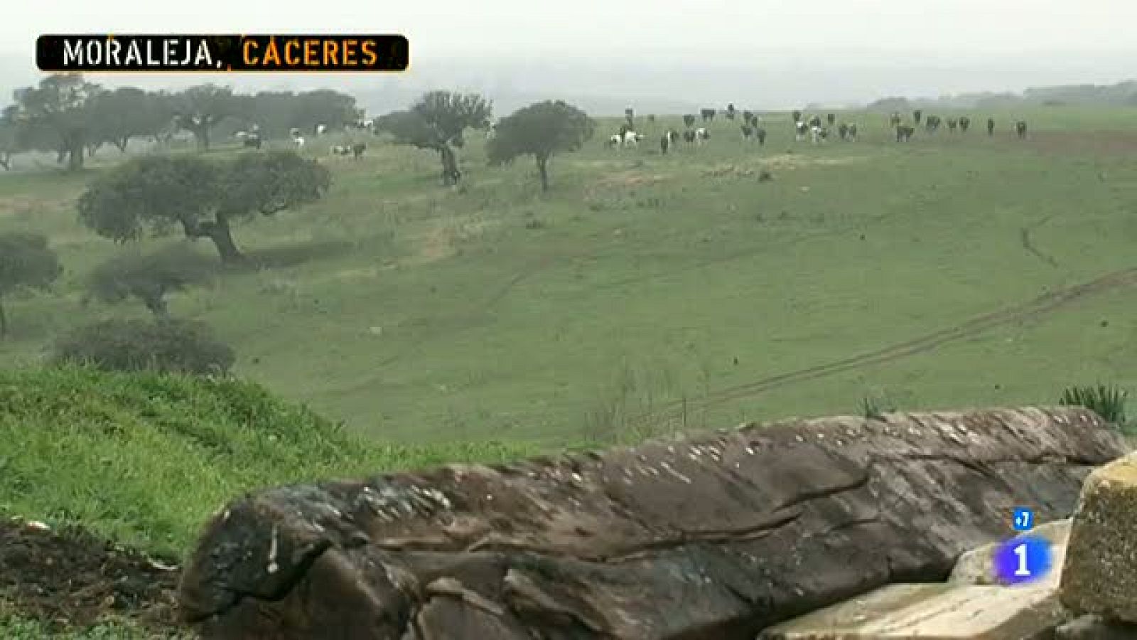 Comando Actualidad - De tal palo, tal astilla - Saga de ganaderos - Comando Actualidad | Ver