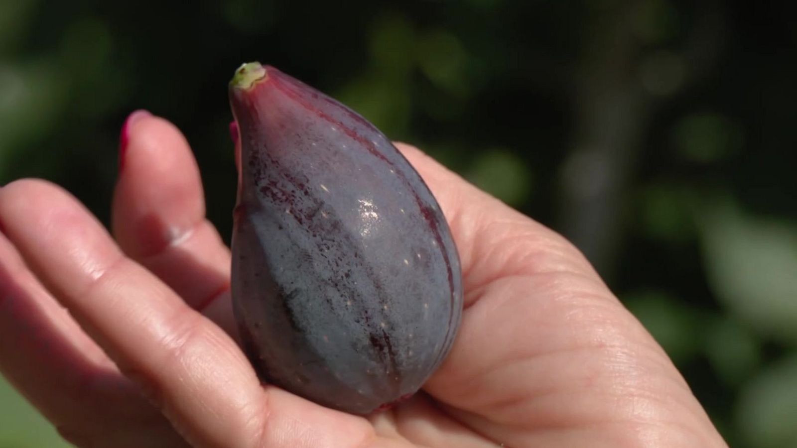 Higos de Elche | Ver