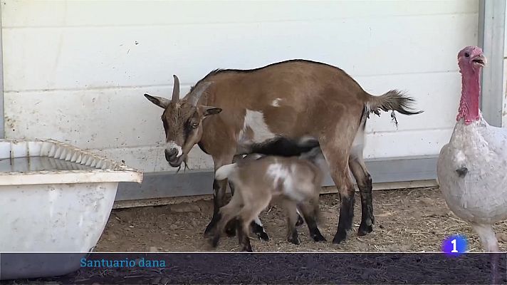 L'informatiu - Comunitat Valenciana - L'Informatiu Comunitat Valenciana 2 - 29/07/25