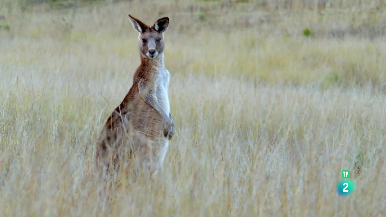 La llei de la manada - La vida secreta dels cangurs - Som Documentals | Veure documental