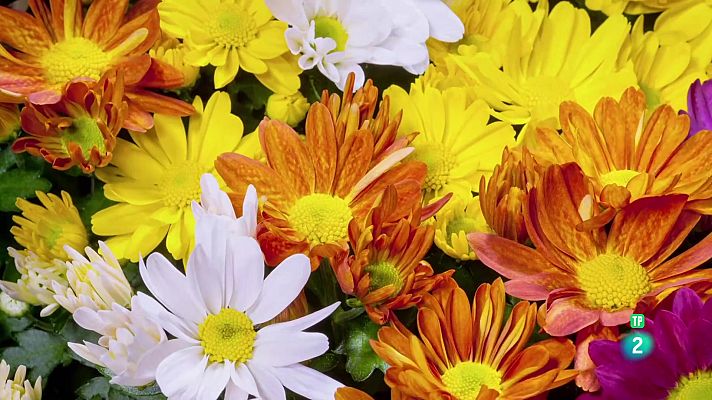 Som Documentals - Els colors de la natura