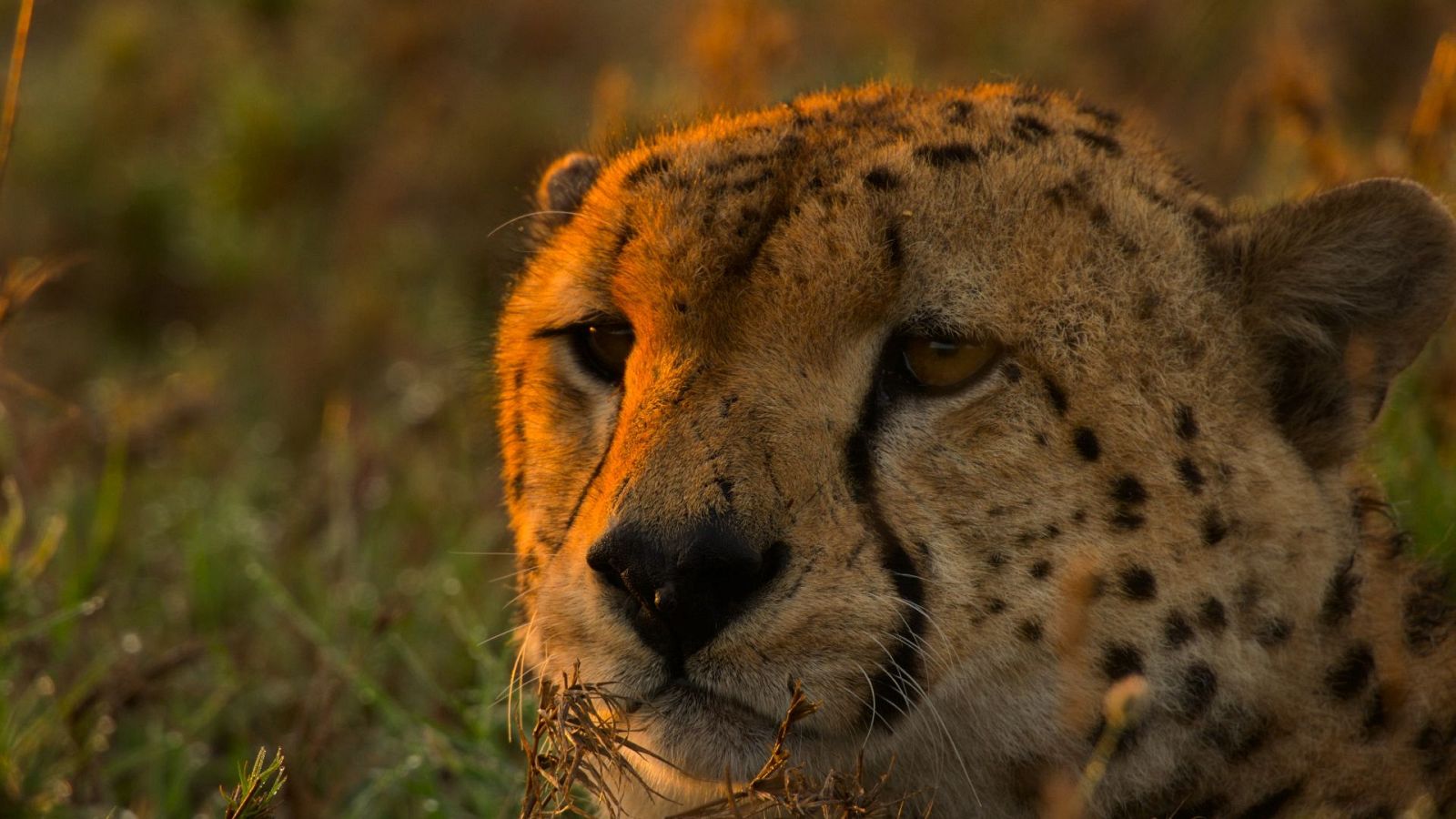 Grandes especies de África - Grandes felinos - Grandes especies de África | Ver