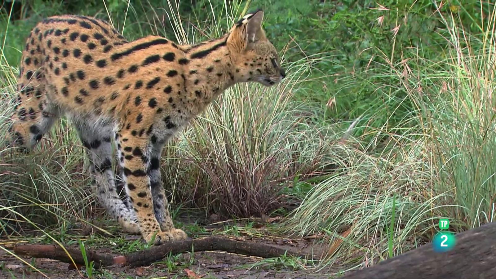 Criatures secretes d'Àfrica - Grans documentals - Som Documentals | Veure documental