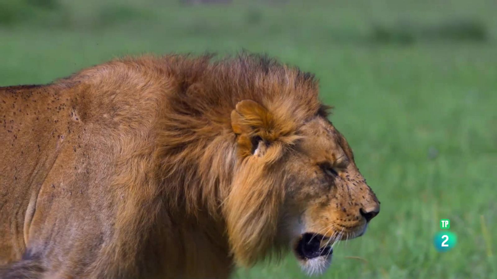 Episodi 1. Grans felins - Grans espècies d'Àfrica - Som Documentals | Veure documental