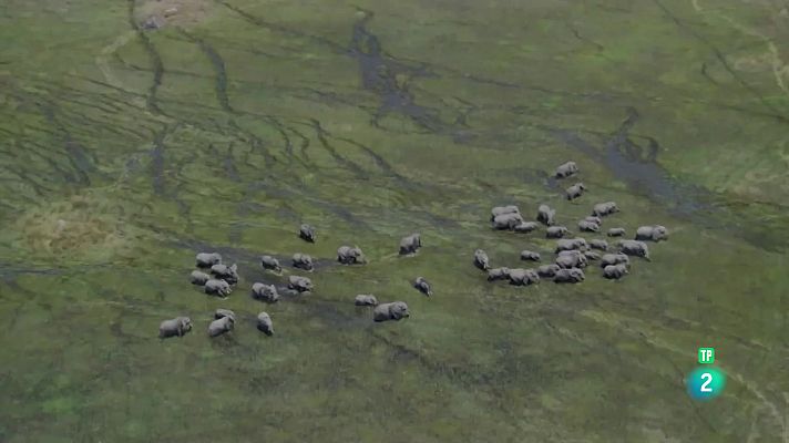 Som Documentals - Com parlen els animals entre ells