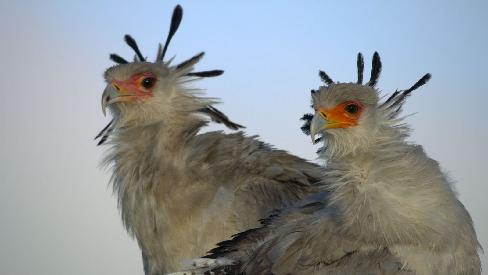 Grandes especies de África - Carroñeros - Grandes especies de África | Ver