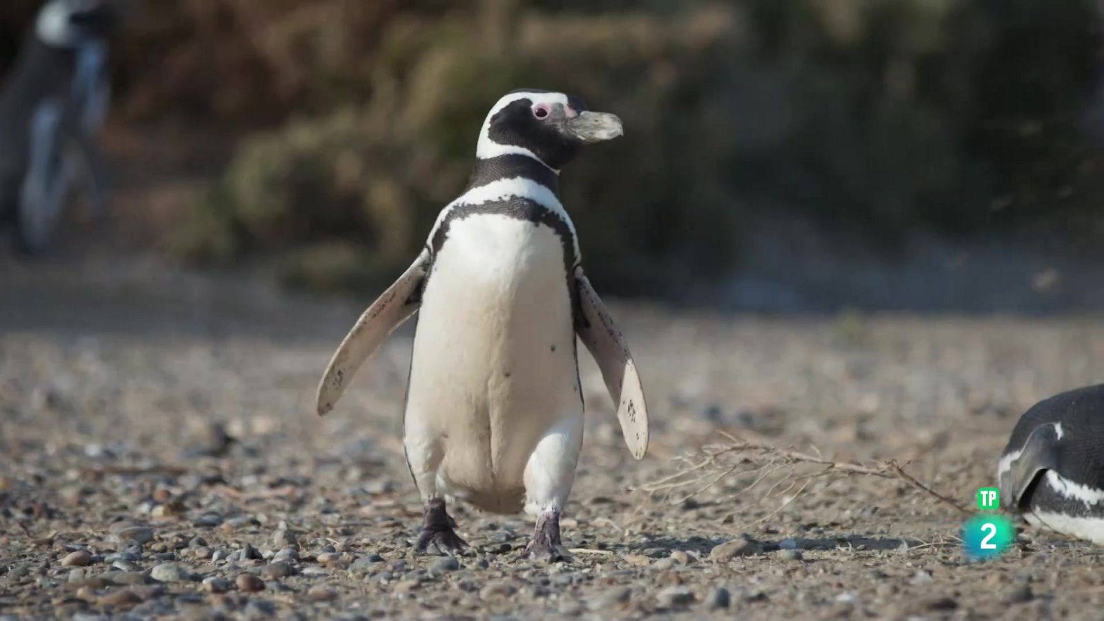 Migracions animals èpiques: La Patagonia - Grans documentals - Som Documentals | Veure documental